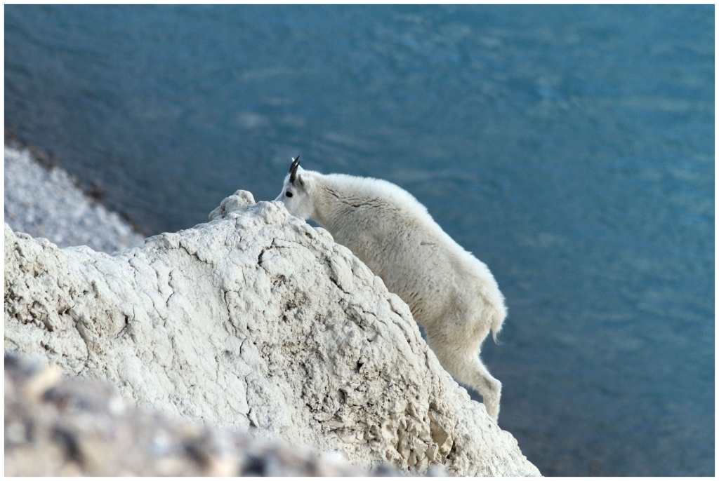 06 - Icefields Parkway (18) - Mountain Goat.jpg